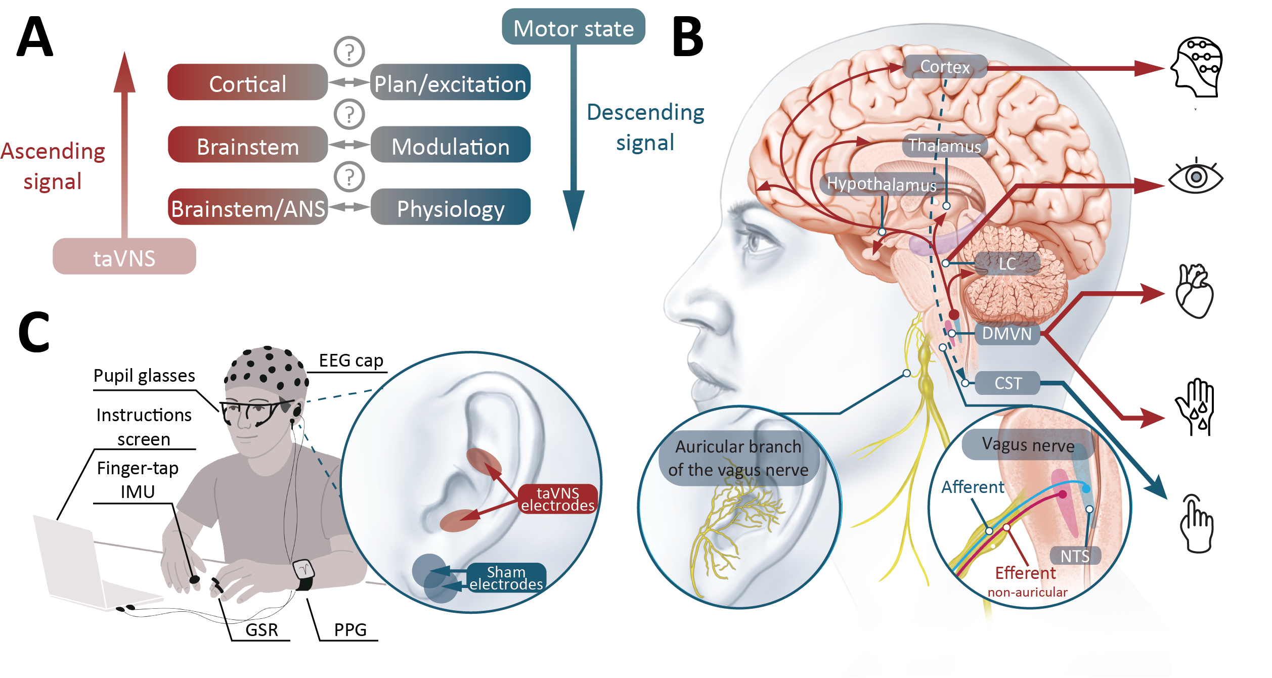 Figure 1: conceptual overview and experimental design, including the ascending and descending pathway model and the multimodal setup combining finger-tap motion sensing, heart rate, galvanic skin response, pupillometry, and EEG.