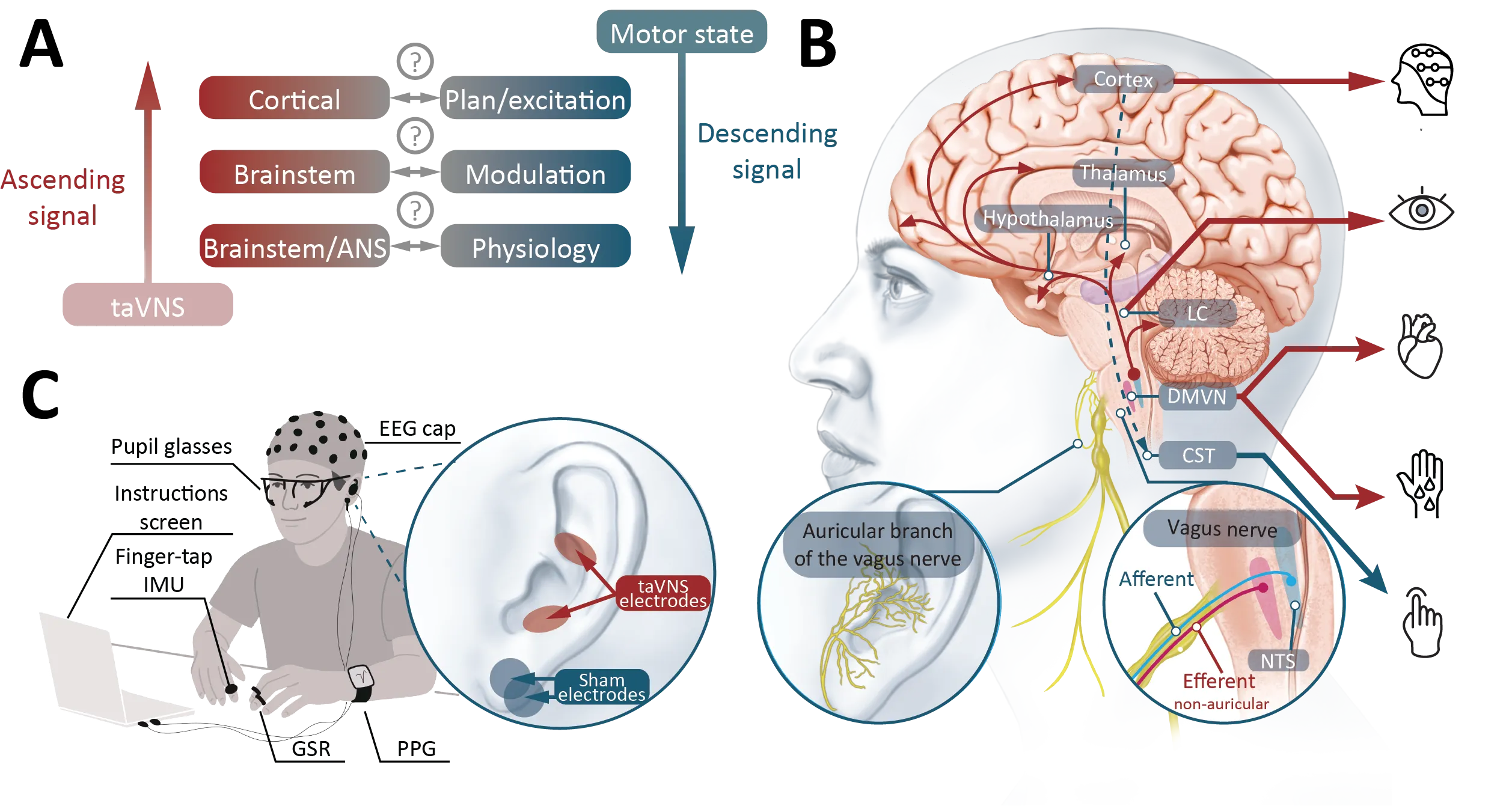 Figure 1 from Perrin et al., Journal of Neuroscience (2026): conceptual overview of taVNS ascending and descending pathways alongside the multimodal recording setup.