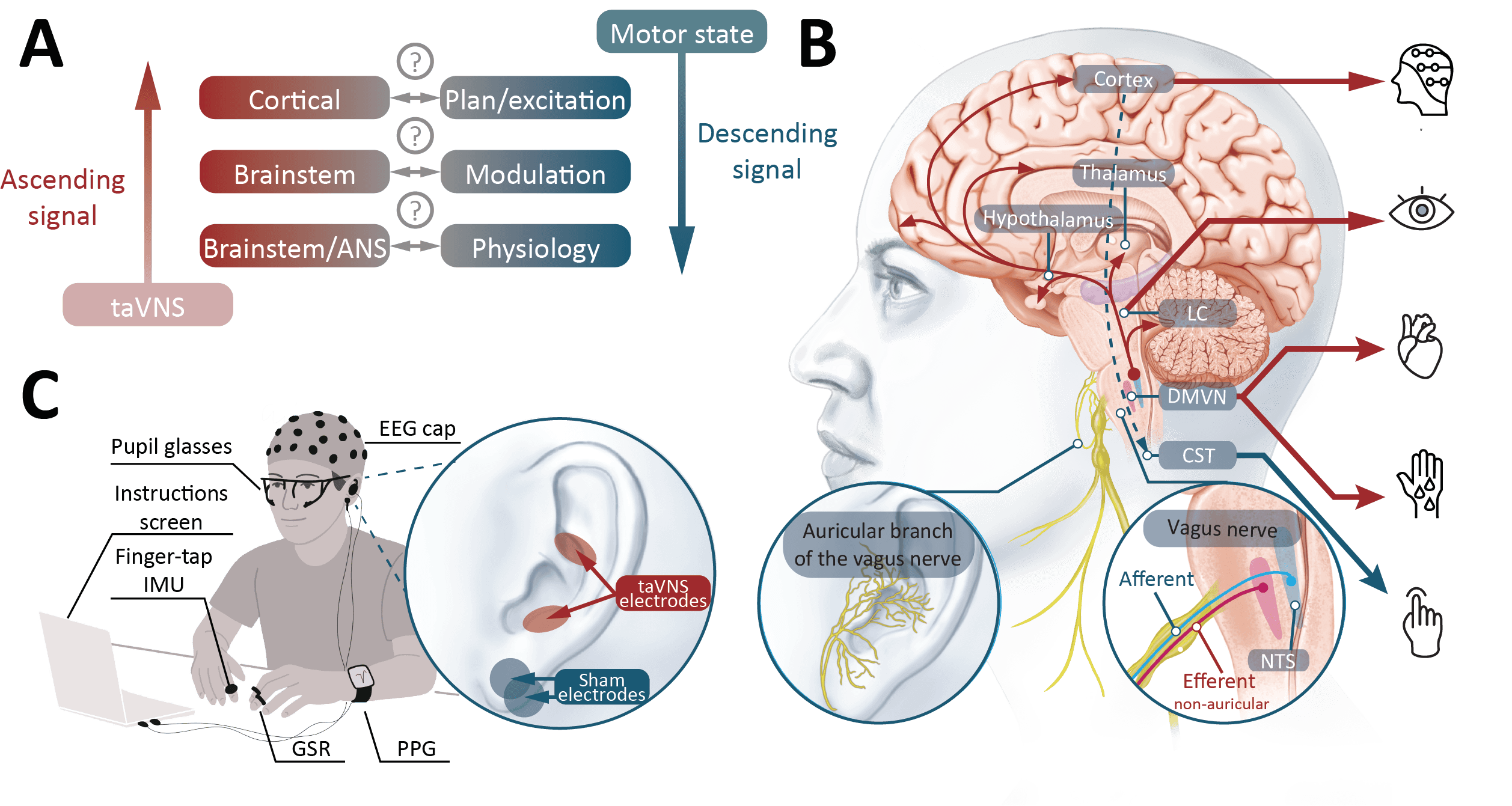 Figure 1: conceptual overview of the study, showing taVNS sending an ascending signal up through brainstem and cortical regions while the descending motor pathway drives movement, alongside the multimodal recording setup.