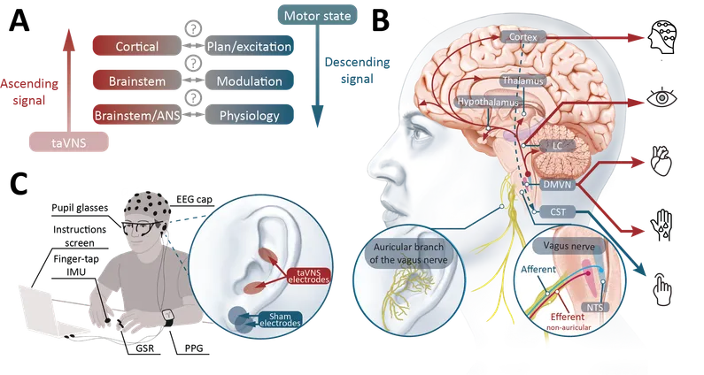 Figure 1: conceptual overview of the study, showing taVNS sending an ascending signal up through brainstem and cortical regions while the descending motor pathway drives movement, alongside the multimodal recording setup.
