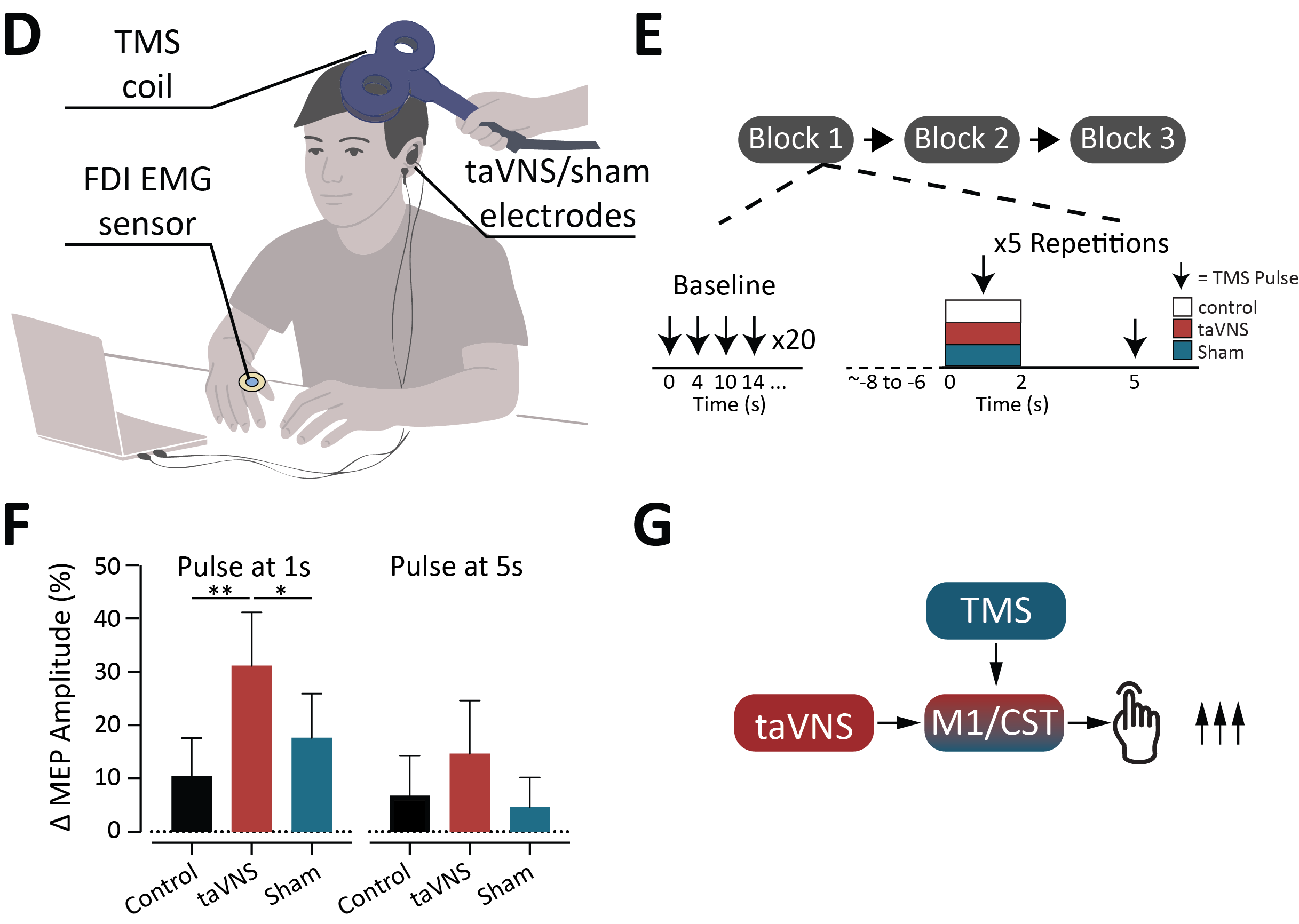 Figure 4: taVNS enhances motor evoked potential (MEP) responses, with MEP amplitude elevated when the TMS pulse is delivered during taVNS and returning to baseline shortly afterwards.