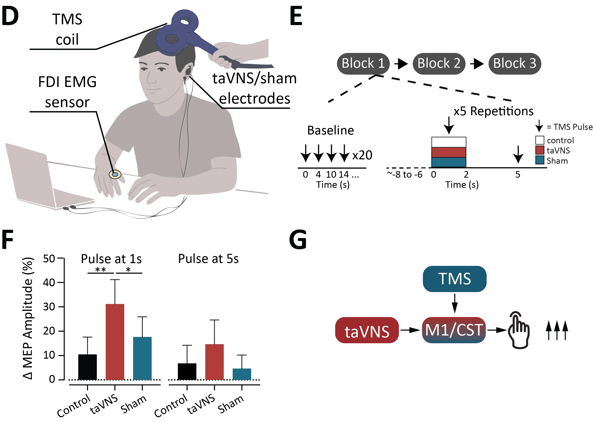Figure 4: taVNS enhances motor evoked potential (MEP) responses, with MEP amplitude elevated when the TMS pulse is delivered during taVNS and returning to baseline shortly afterwards.