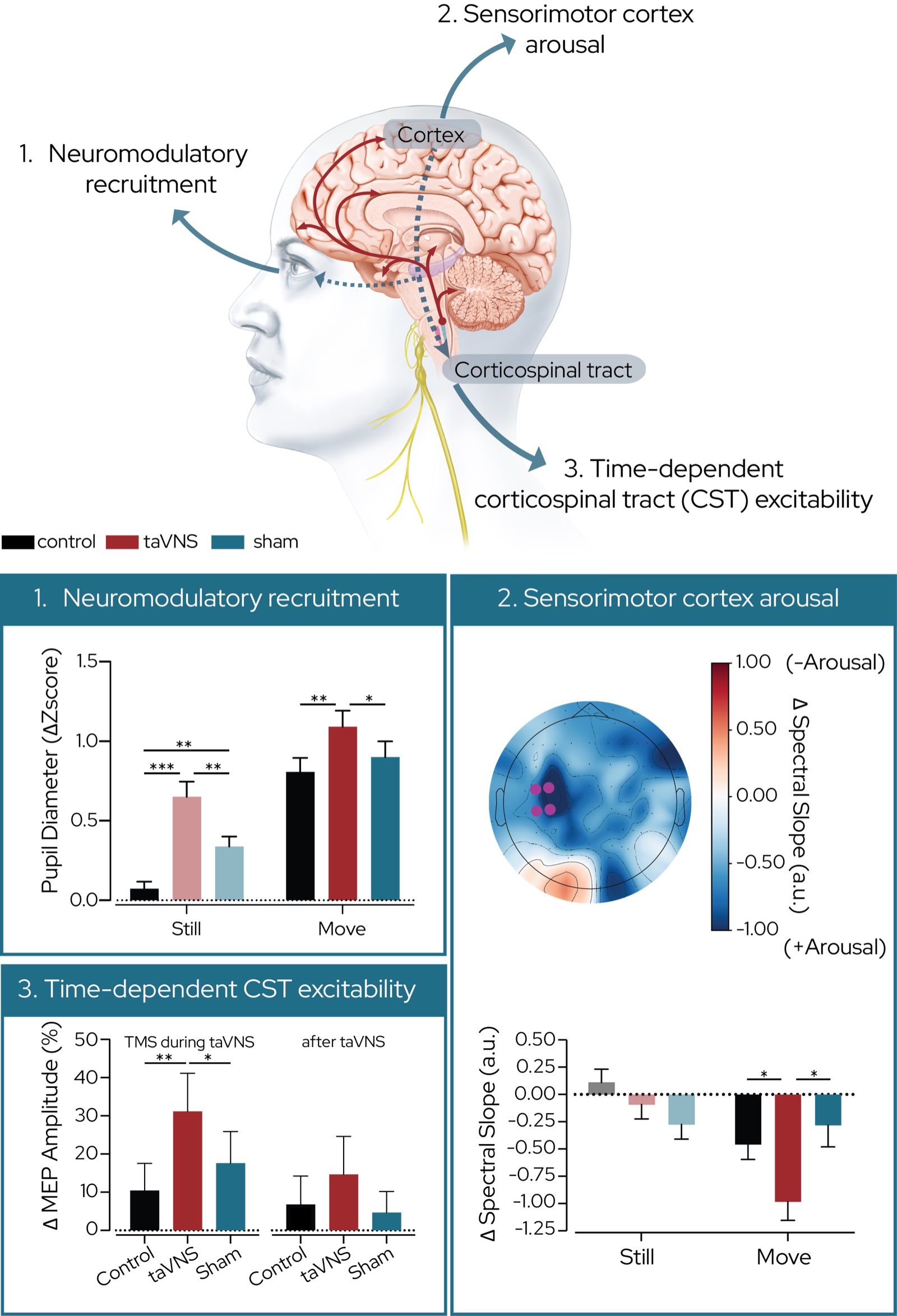 Circuit diagram and three data panels showing how taVNS recruits brainstem neuromodulators (pupil dilation), increases sensorimotor cortex arousal (EEG spectral slope), and increases corticospinal tract excitability (TMS-evoked motor potentials), with the largest effects during active movement.