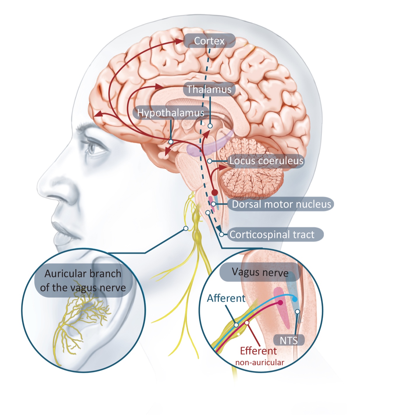 Anatomical diagram showing the auricular branch of the vagus nerve in the outer ear, signals travelling up through the nucleus tractus solitarius (NTS) in the brainstem, and projecting onward to the locus coeruleus, dorsal motor nucleus, thalamus, hypothalamus and cortex, plus an inset showing afferent and efferent vagus nerve fibres.