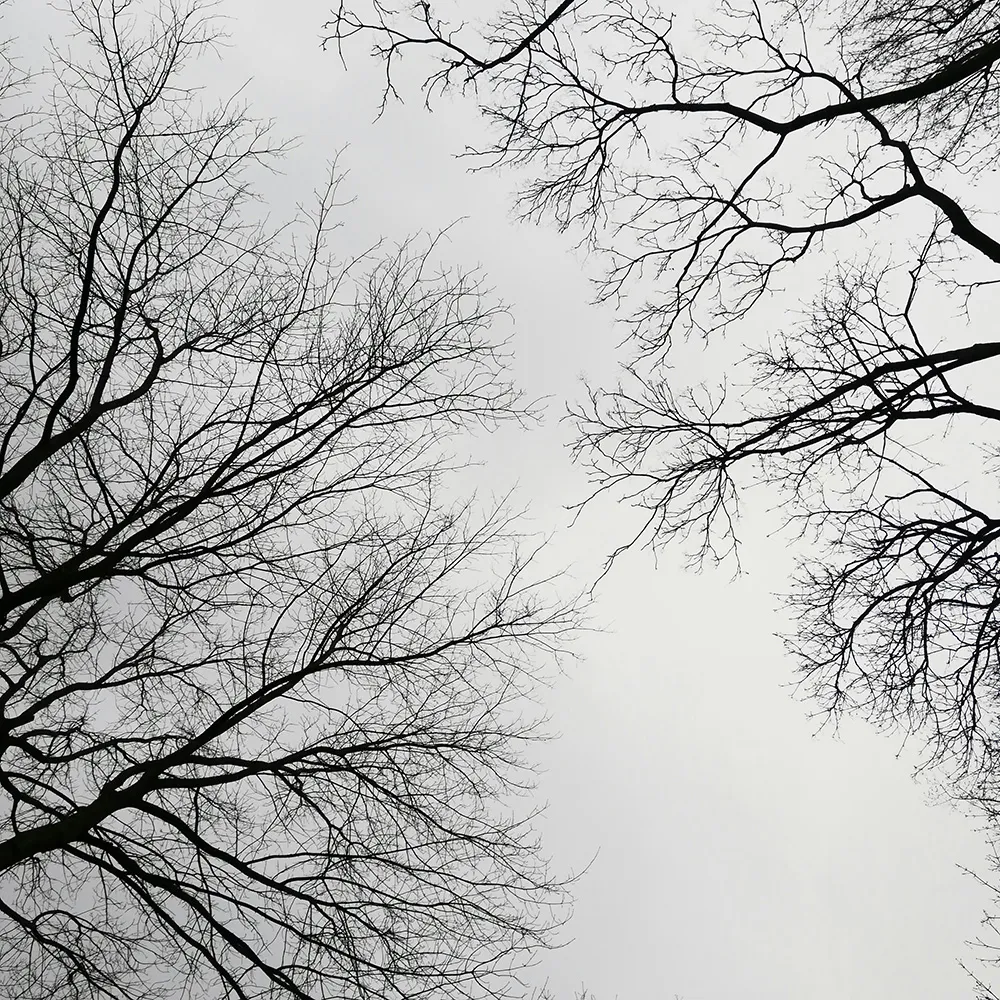 Branches growing together